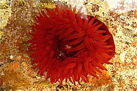 Aberdour Bay, Beadlet anemone in rock-pool - geograph.org.uk - 824529