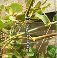 Aeshna mixta