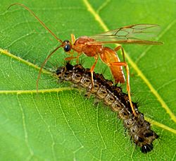 Aleiodes indiscretus wasp parasitizing gypsy moth caterpillar.jpg