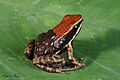 Allobates zaparo