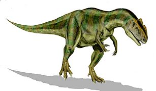 Allosaurus BW