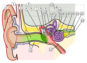 Archivo:Anatomy of the Human Ear 1 Intl