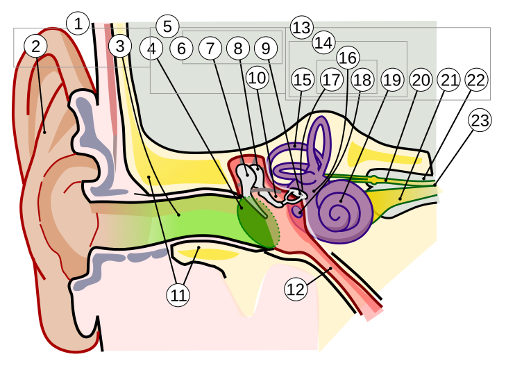 Archivo: Anatomy of the Human Ear 1 Intl
