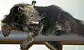 Arctictis binturong 1zz