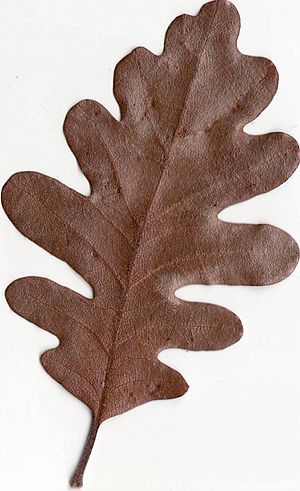 Archivo:Autumn Gambel Oak Leaf