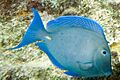Blue tang Acanthurus coeruleus (3472526176)