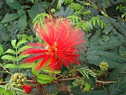 Calliandra tweedii 2.jpg