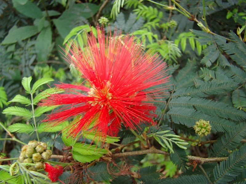 Calliandra tweedii 2