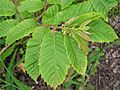 Castanea seguinii 02