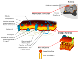 Archivo:Cell membrane detailed diagram 3 es