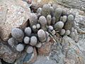 Cochemiea fraileana 108760686