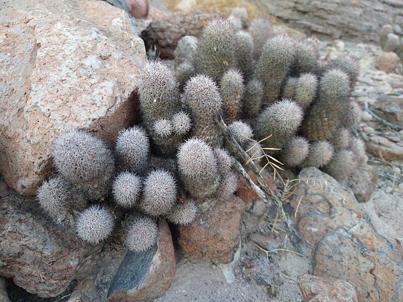 Cochemiea fraileana 108760686