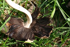 Archivo:Coprinellus micaceus 82670