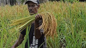 Archivo:Cosecha del arroz