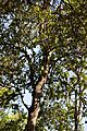 Cryptocarya alba (peumo) Parque Nacional La Campana