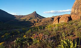 Disaster Peak and wildflowers.jpg