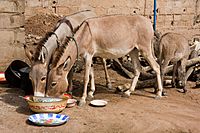 Archivo:Donkeys eating