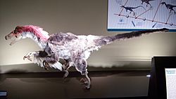Archivo:Dromaeosaurus-recreation