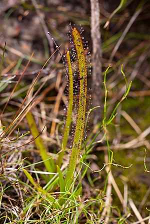Archivo:Drosera murfetii Lake Pedder Tasmania