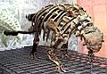 Euoplocephalus-tutus-1