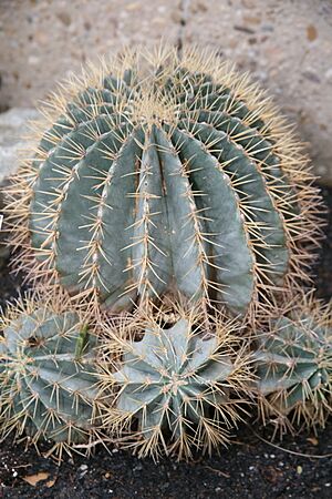 Archivo:Ferocactus glaucescens (3104096014) (3)