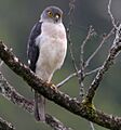 Francess sparrowhawk cropped