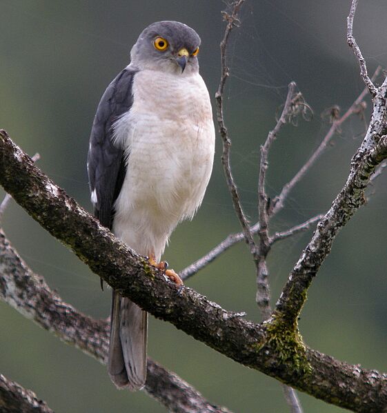 Francess sparrowhawk cropped