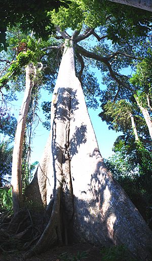 Archivo:Giant Lupuna tree vertical panorama