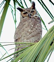 Great Horned Owl Bubo virginianus (27349936579)