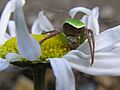 Green spider 02