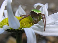 Green spider 02.jpg