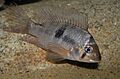 Gymnogeophagus meridionalis (1)