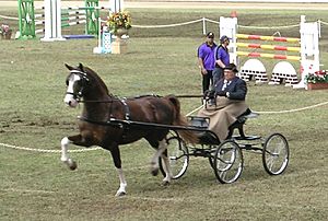 Archivo:Hackney horse