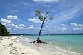 Havelock Island, Mangrove tree on the beach, Andaman Islands