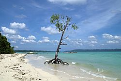 Havelock Island, Mangrove tree on the beach, Andaman Islands.jpg