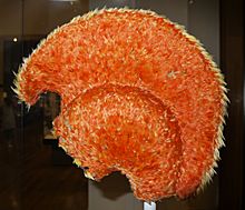 Hawaiian feather helmet british museum.JPG