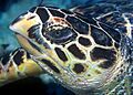 Hawksbill turtle doeppne-081
