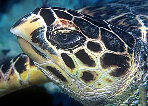 Archivo:Hawksbill turtle doeppne-081