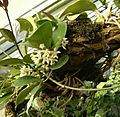 Hoya australis BotGardBln1105InflorescenceHabitus