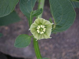 Archivo:Jaltomata procumbens flower