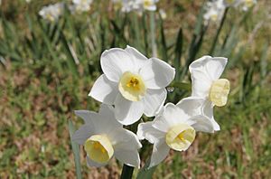 Archivo:Jonquil flowers at f32