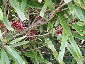 Archivo:Knightia excelsa (foliage & flowers)