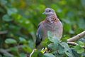 Laughing Dove - sb616