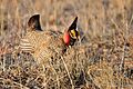 Lesser Prairie Chicken, New Mexico