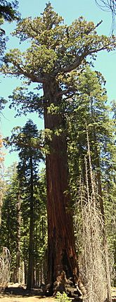 Archivo:Lincoln Redwood Tree