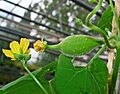 Luffa operculata 02