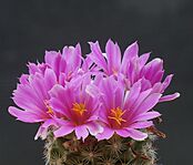 Archivo:Mammillaria boolii (14834486734)