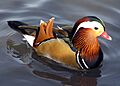 Mandarin.duck.arp