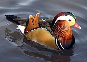 Archivo:Mandarin.duck.arp