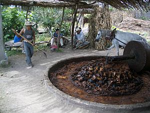Archivo:Molino de maguey